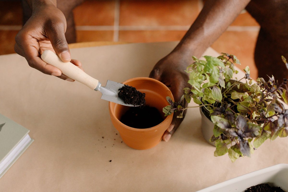 petite bête noire plante intérieur