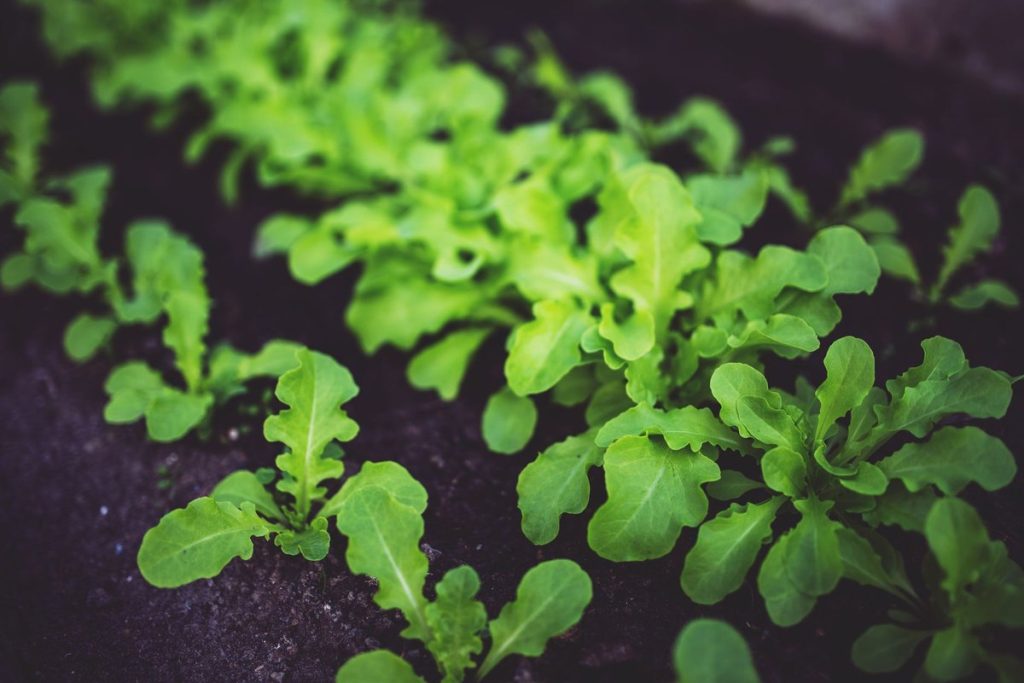 Planter ses salades en pleine terre