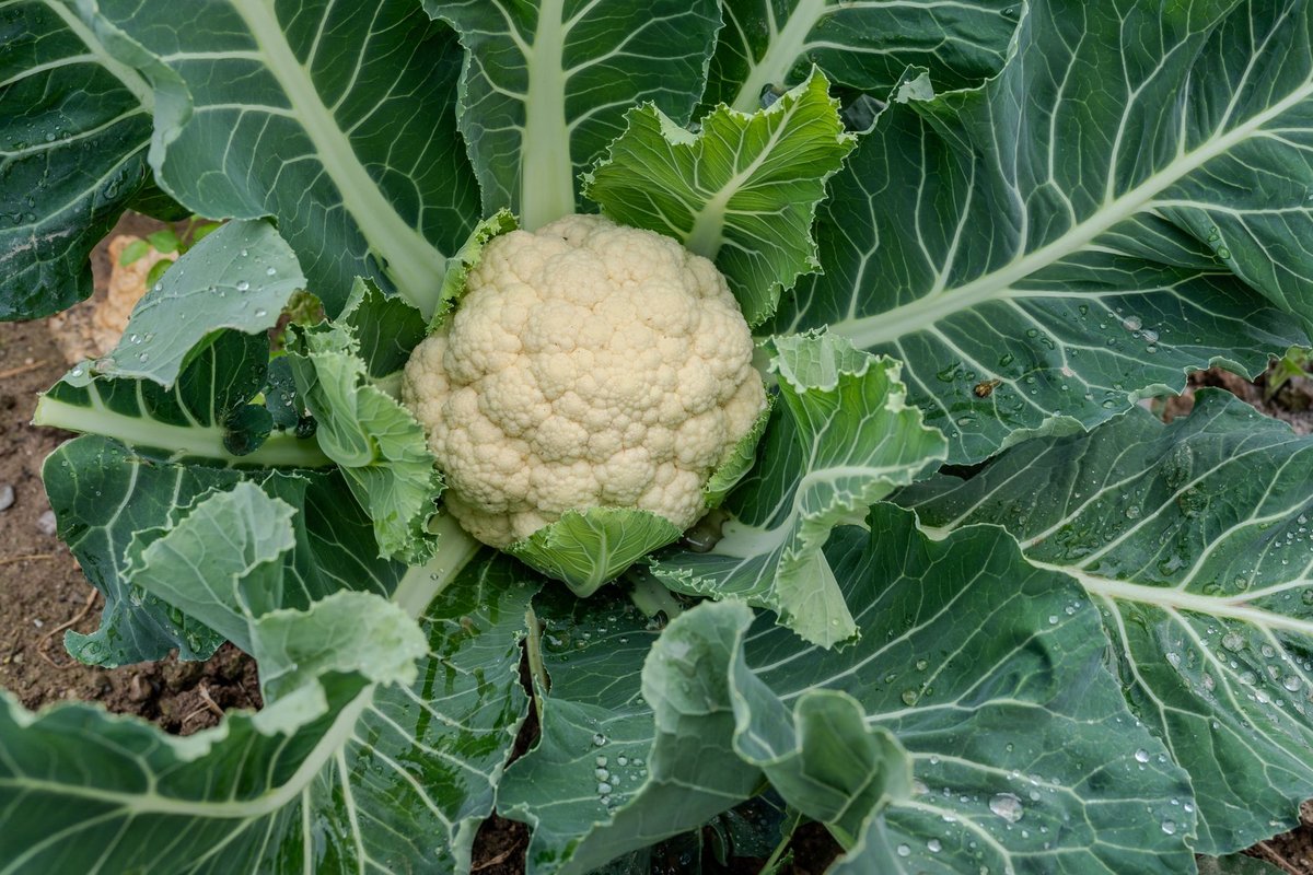 quand planter choux fleur