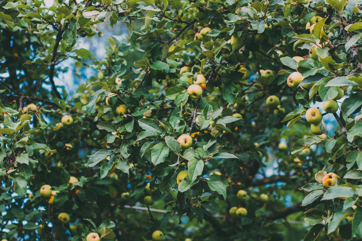 quand planter des arbres fruitiers