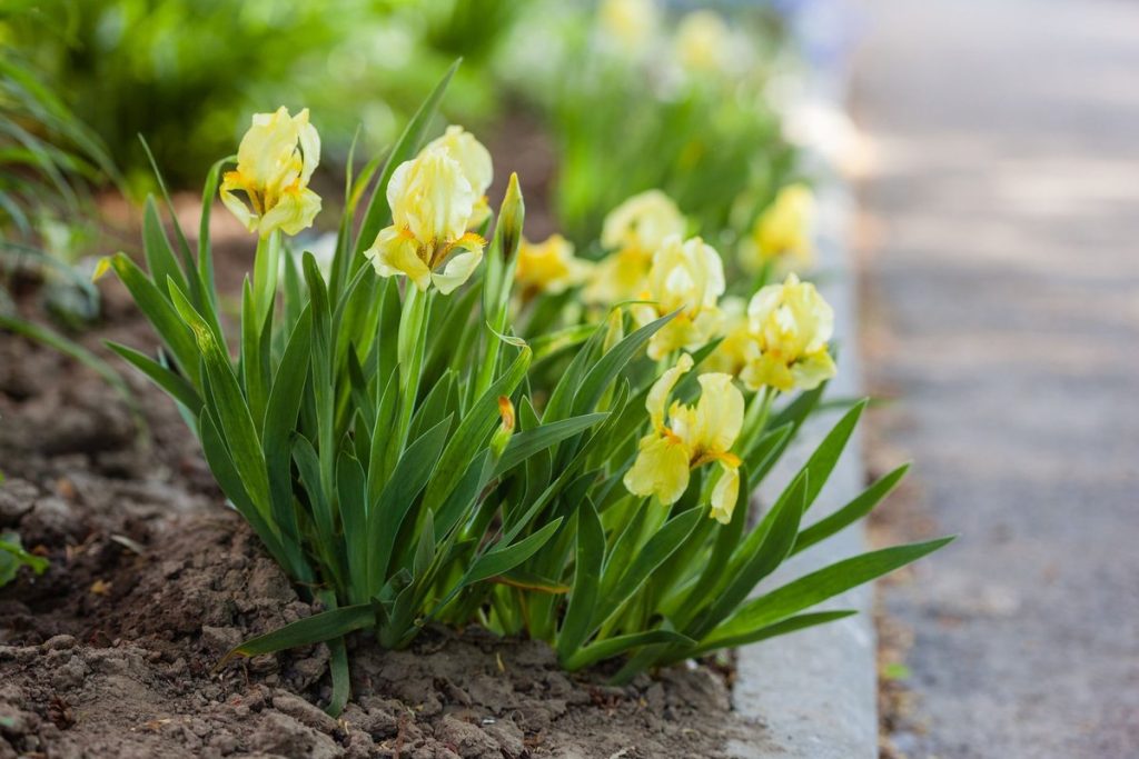 quand planter iris