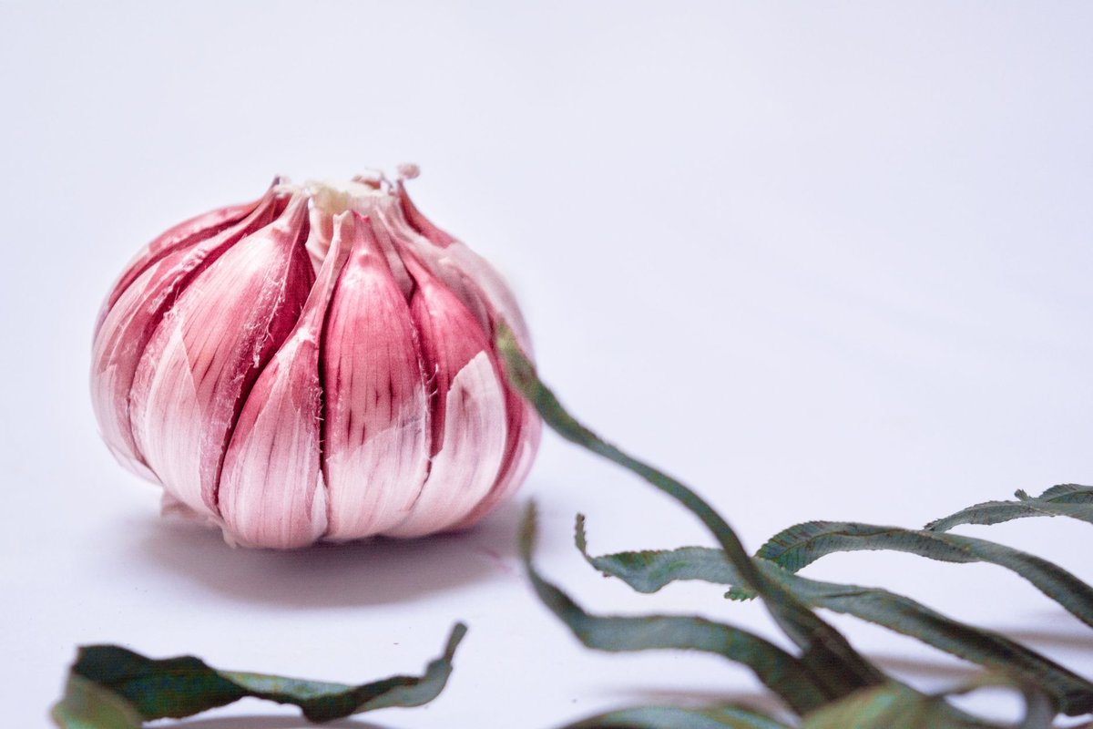quand planter l'ail rose