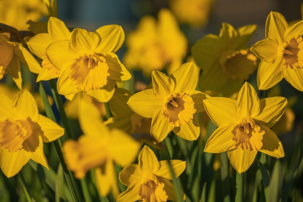 quand planter les jonquilles