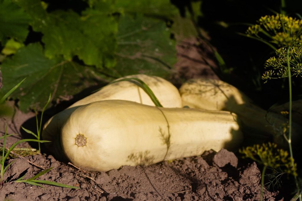 quand planter potimarron et butternut