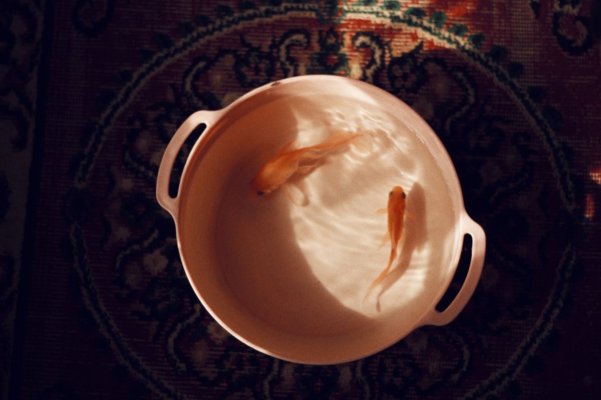idée déco avec un aquarium vide