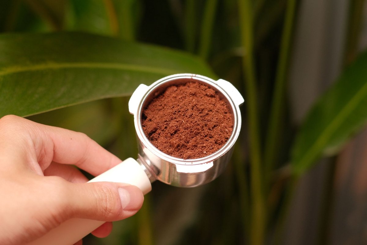 marc de café plante intérieur