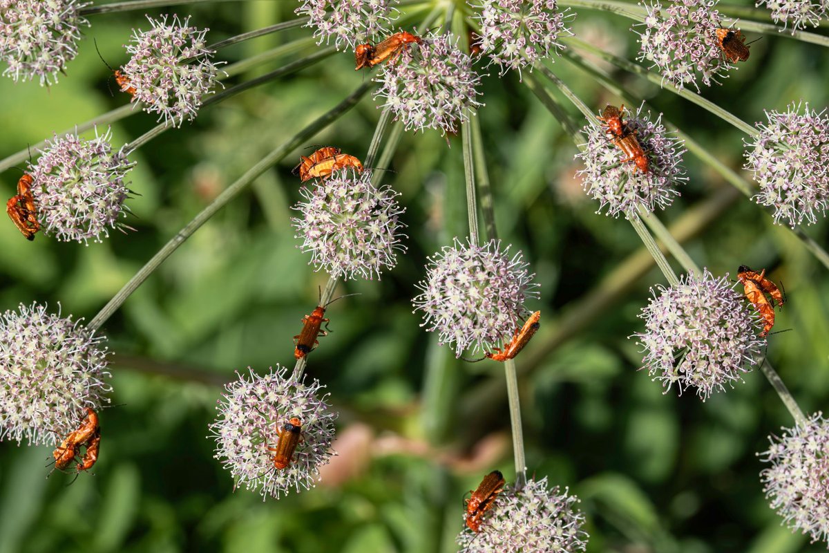 petit insecte blanc plante intérieur