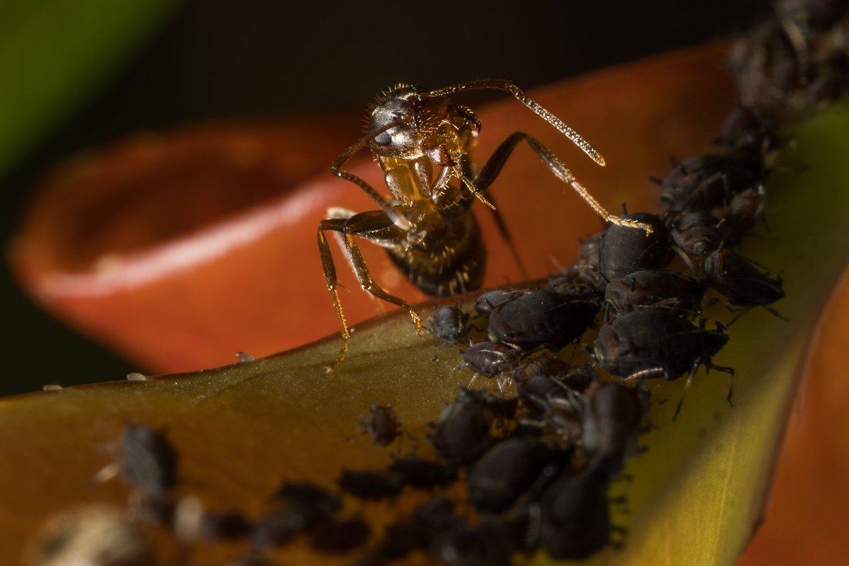 petit insecte noir plante intérieur