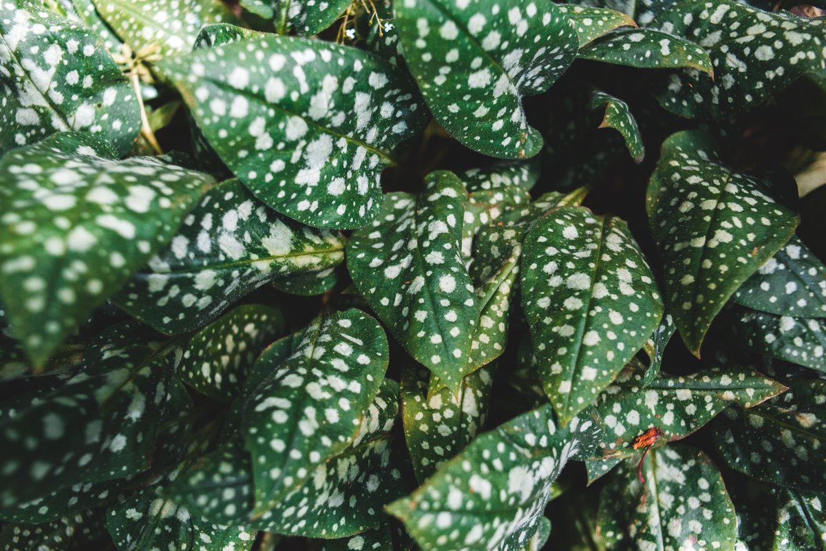 tache blanche sur feuille plante intérieur