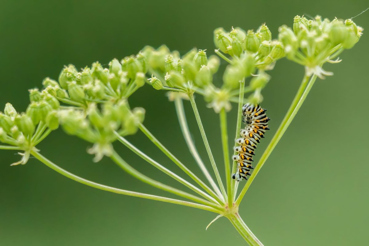 vers blanc plante intérieur