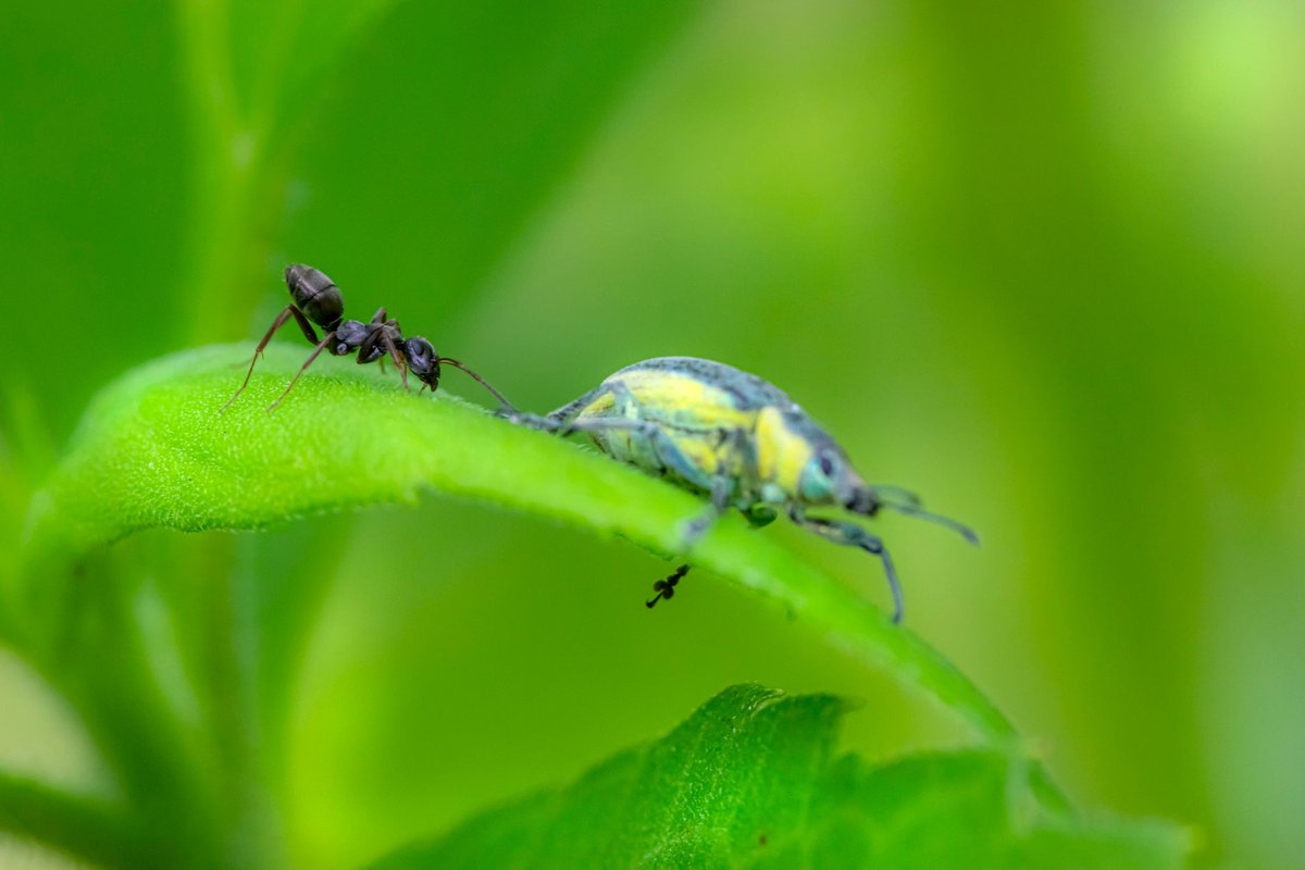 minuscule insecte noir tres petit