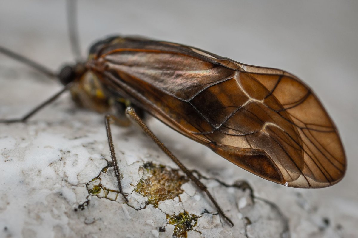petit insecte marron maison