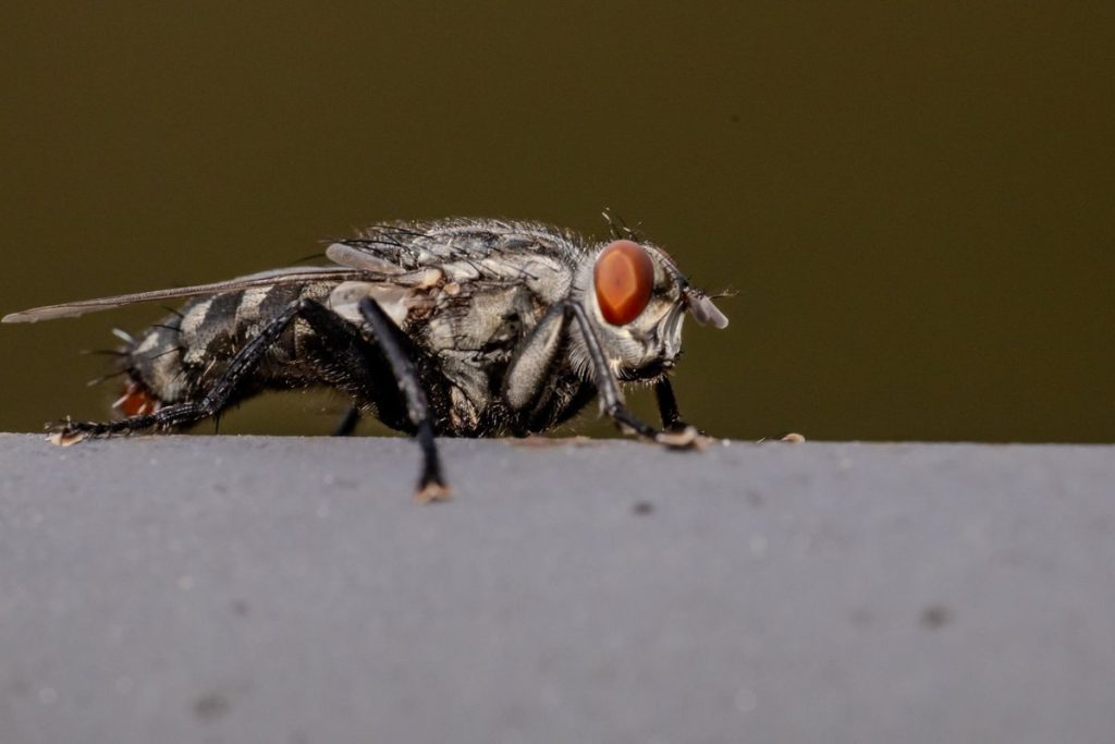 mouche dans la maison signification