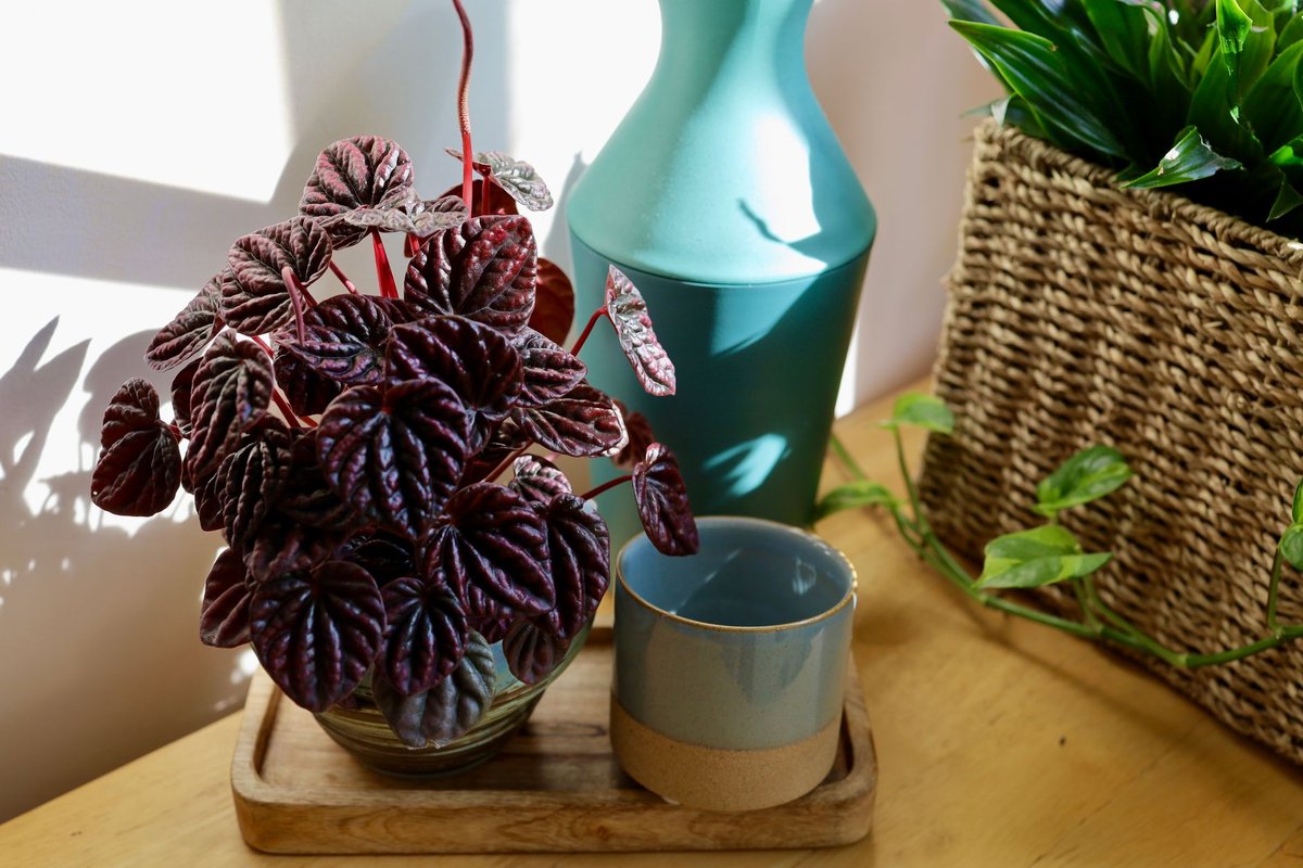 peperomia vs pilea