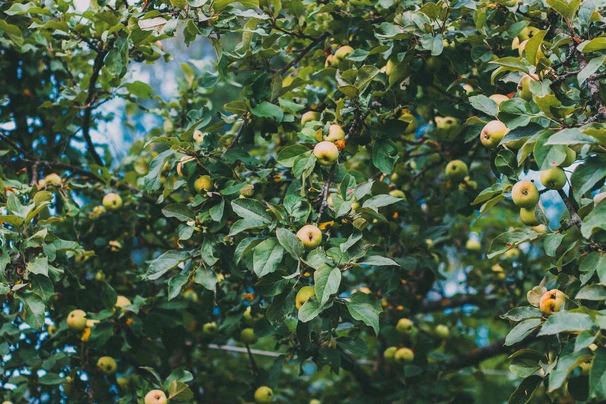 quand planter des arbres fruitiers